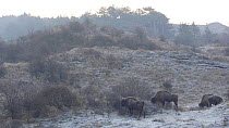 European bison (Bison bonasus), Zuid-Kennemerland National Park, Netherlands, February.