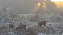 European bison (Bison bonasus) grazing at sunrise, Zuid-Kennemerland National Park, Netherlands, February.