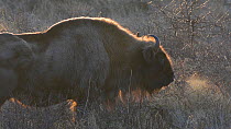 European bison (Bison bonasus) grazing at sunrise, Zuid-Kennemerland National Park, Netherlands, February.