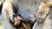 Close-up of a Barbary macaque (Maccaca sylvanus) baby suckling, Gibraltar, UK, July.