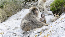 Barbary macaque (Maccaca sylvanus) with baby, Gibraltar, UK, July.