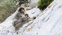 Barbary macaque (Maccaca sylvanus) with baby, scares off another juvenile, Gibraltar, UK, July.