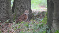 Lynx (Lynx lynx), Germany, July. Captive.
