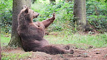 Eurasian brown bear (Ursus arctos arctos) scratching, Germany, July. Captive.