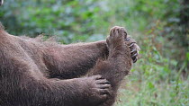Eurasian brown bear (Ursus arctos arctos) scratching, Germany, July. Captive.