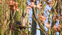 Long-eared owl (Asio otus) perched in a tree, Netherlands, December.
