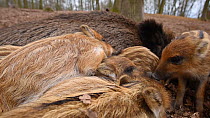 Close-up of a litter of Wild boar (Sus scrofa) piglets sleeping on top of their mother, Germany, January. Captive.
