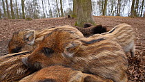 Close-up of a litter of Wild boar (Sus scrofa) piglets sleeping on top of their mother, with another piglet joining, Germany, January. Captive.