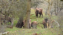 Group of European bison (Bison bonasus) grazing in a woodland, Zuid-Kennemerland National Park, Netherlands, February.