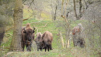 Juvenile European bison (Bison bonasus) playing, with adults nearby, Zuid-Kennemerland National Park, Netherlands, February.