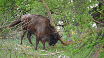 European bison (Bison bonasus) scratching itself on a tree, Zuid-Kennemerland National Park, Netherlands, February.