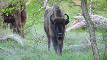 European bison (Bison bonasus) grazing, Zuid-Kennemerland National Park, Netherlands, February.