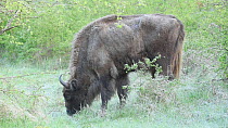 European bison (Bison bonasus) grazing, Zuid-Kennemerland National Park, Netherlands, February.