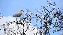 White spoonbill (Platalea leucorodia), Netherlands, March.