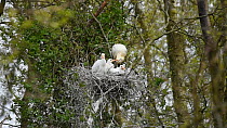 White spoonbill (Platalea leucorodia) feeding chicks in nest, Netherlands, March.
