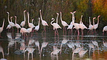 Greater flamingos (Phoenicopterus roseus) performing courtship display, Camargue, France, November.