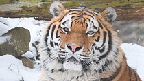 Siberian tiger (Panthera tigris altaica) in snow, Netherlands, captive.