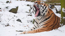 Siberian tiger (Panthera tigris altaica) in snow, yawning. Captive, occurs in Russian Far East.
