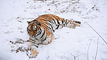 Siberian tiger (Panthera tigris altaica) resting in snow. gets up and leaves. Captive, occurs in Russian Far East.