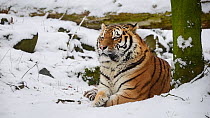Siberian tiger (Panthera tigris altaica) in snow. Captive, occurs in Russian Far East.