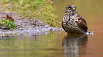 Sparrowhawk (Accipiter nisus) bathing in water, Netherlands, February.