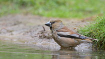 Hawfinch (Coccothraustes coccothraustes) bathing in water, Netherlands, May.