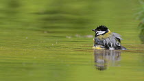 Great tit (Parus major) bathing in water, Netherlands, May.