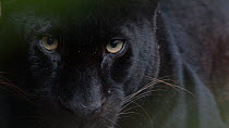 Portrait of a melanistic Leopard (Panthera pardus), opening and closing eyes. Captive.