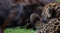 Leopard (Panthera pardus)  cub suckling from a melanistic parent. Captive.