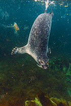 Harbor seal (Phoca vitulina) underwater, Svalbard, Norway