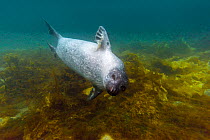 Harbor seal (Phoca vitulina)  underwater, Svalbard, Norway