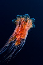 Lion's mane jellyfish (Cyanea capillata) Svalbard, Norway, September.