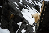 Polar bear (Ursus maritimus) peering past rocks, Karl XII-ya, Svalbard, Norway, September.