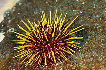 Purple sea urchin (Strongylocentrotus purpuratus) off the coast of Svalbard, Norway. September.