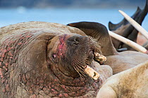 Scarred Walrus (Odobenus rosmarus) with broken tusks on coast of Phippsoya, Svalbard, Norway