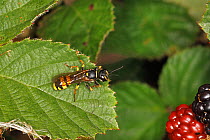 Field digger wasp (Mellinus arvensis) resting on leaf in hedge at edge of field, Cheshire, UK, August.