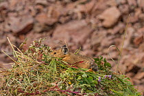 Pika (Ochotona princeps) on hay pile, in Bridger National Forest,  Wyoming, USA. August.