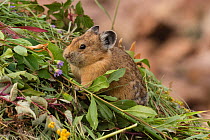 Pika (Ochotona princeps) gathering plants to store for winter, Bridger National Forest,  Wyoming, USA. August.
