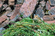 Pika (Ochotona princeps) on hay pile, in Bridger National Forest,  Wyoming, USA. June.