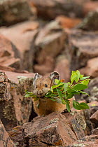 Pika (Ochotona princeps) gathering plants to store for winter, Bridger National Forest,  Wyoming, USA. August.