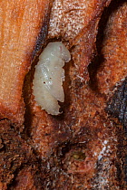 Mountain pine beetle (Dendroctonus ponderosae)  pupa in Lodgepole Pine tree, Wyoming.  The current outbreak of mountain pine beetles has been particularly aggressive. This is due to climate change, mo...
