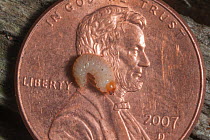 Mountain pine beetle (Dendroctonus ponderosae)  larva on American coin for scale.  Wyoming, USA, August.  The current outbreak of mountain pine beetles has been particularly aggressive. This is due to...