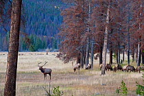 Elk (Cervus elaphus canadensis) and dead trees killed by Mountain pine beetle infestation (Dendroctonus ponderosae), Rocky Mountain National Park, Colorado, USA. September. The current outbreak of mou...