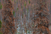 Lodgepole pine forest (Pinus contorta) with trees killed by Mountain pine beetle (Dendroctonus ponderosae) Rocky Mountain National Park, Colorado, USA. October. The current outbreak of mountain pine b...
