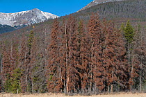 Dead trees killed by Mountain pine beetle (Dendroctonus ponderosae)   Rocky Mountain National Park, Colorado, USA. October. The current outbreak of mountain pine beetles has been particularly aggressi...