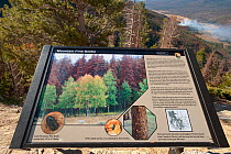 Information sign about Mountain pine beetle sign.   Rocky Mountain National Park, USA, October. The current outbreak of mountain pine beetles has been particularly aggressive. This is due to climate c...