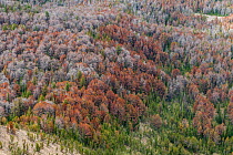 Dead White bark pine trees (Pinus albicaulis) killed by Mountain pine beetle (Dendroctonus ponderosae)  Grand Teton National Forest, Wyoming, USA. December. The current outbreak of mountain pine beetl...