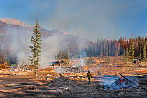 Dead 'beetle kill' trees burning in control fire in cleared camp ground. Rocky Mountain National Park, Colorado, USA, January. The current outbreak of mountain pine beetles has been particularly aggre...
