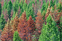 Dead trees killed by Mountain pine beetle (Dendroctonus ponderosae)  Idaho, USA, August. The current outbreak of mountain pine beetles has been particularly aggressive. This is due to climate change,...