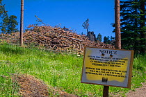 Sign forbidding collection of firewood from trees killed by Mountain pine beetle larvae (Dendroctonus ponderosae) in order to prevent spread of beetle. Custer State Park, South Dakota, USA, July. The...